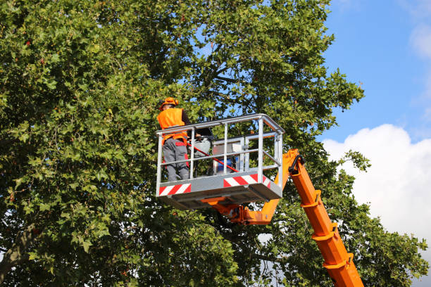 Best Root Management and Removal  in Cedar Glen Lakes, NJ